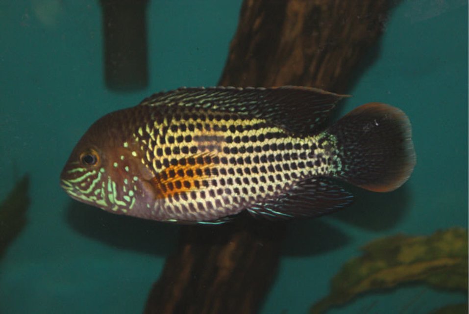 Rated #1162: Freshwater Fish - Aequidens Rivulatus - Green Terror Stocking In 55 Gallons Tank - Nemesis My green terror
