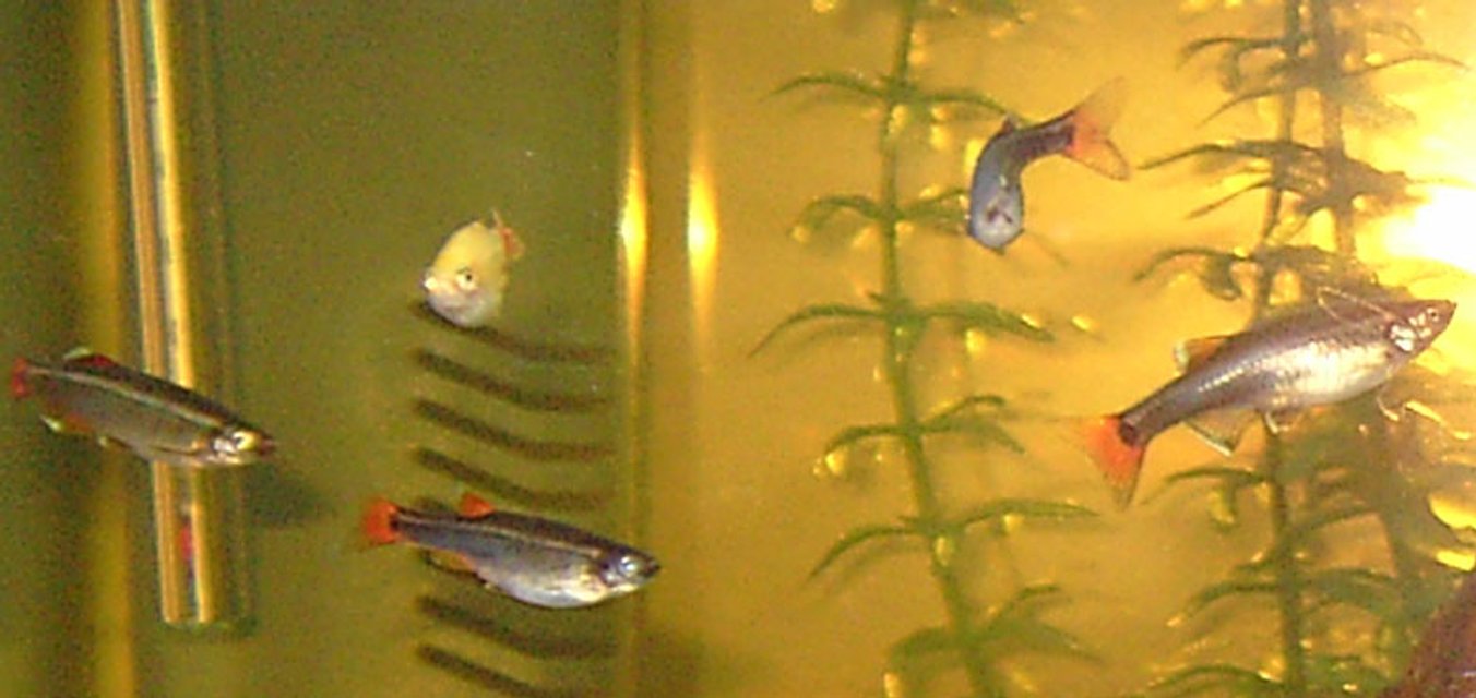 Rated #2279: Freshwater Fish - Epalzeorhynchos Frenatus - Rainbow Shark Stocking In 10 Gallons Tank - My white clouds and one gold cloud. Really hard to take a photo of them, they move so quickly!  And no, my water isn't that colour, it's the flash (which i had to use so as not to take pictures of vague blurs...).