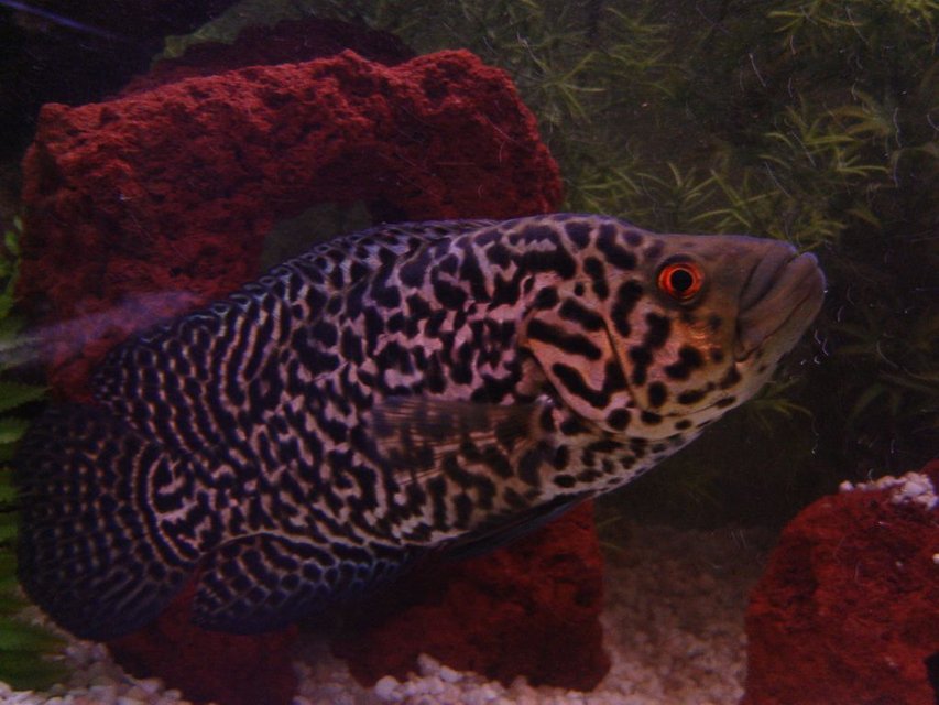 Rated #1076: Freshwater Fish - Nandopsis Managuense - Managuense Cichlid Stocking In 90 Gallons Tank - Manny....South American Managuense