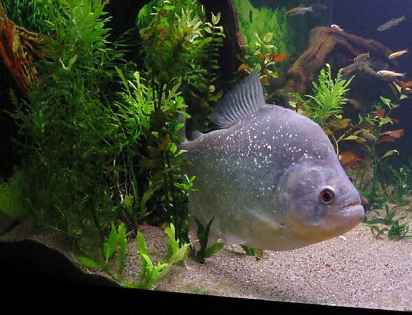 Rated #964: Freshwater Fish - Serrasalmus Rhombeus - Diamond Rhombeus Piranha Stocking In 75 Gallons Tank - Piranha Diamond Rhombeus