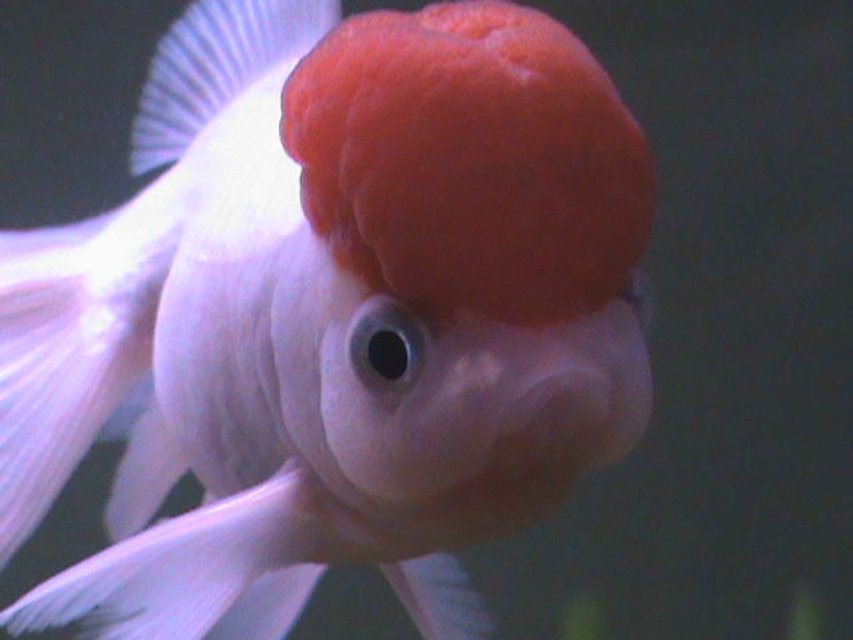 Rated #1223: Freshwater Fish - Carassius Auratus - Red Cap Oranda Goldfish Stocking In 27 Gallons Tank - Pearl