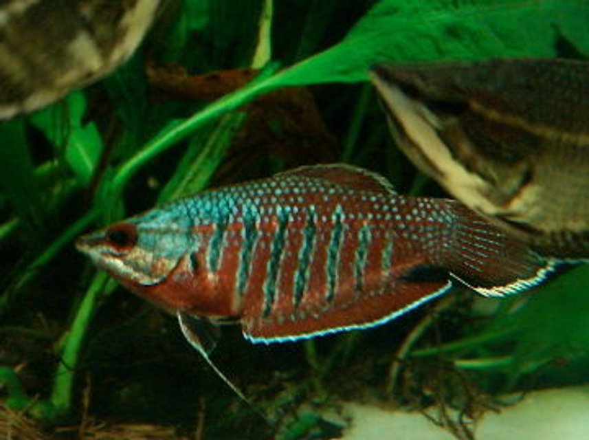 Rated #719: Freshwater Fish - Sphaerichthys Vaillanti - Samurai Gourami Stocking In 999 Gallons Tank - sphaeichthys vaillanti - samurai gourami (female in breeding garb)