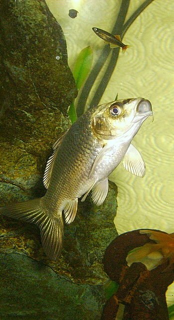 Rated #824: Freshwater Fish Stocking In 36 Gallons Tank - the COD FATHER at dinner