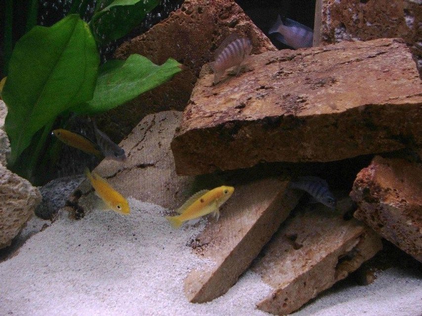 Rated #1247: Freshwater Fish - Labidochromis Caeruleus - Electric Yellow Cichlid Stocking In 30 Gallons Tank - The fish love their new setup.