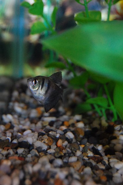 Rated #925: Freshwater Fish - Gymnocorymbus Sp. - Black Skirt Tetra Stocking In 29 Gallons Tank - Black Tetra