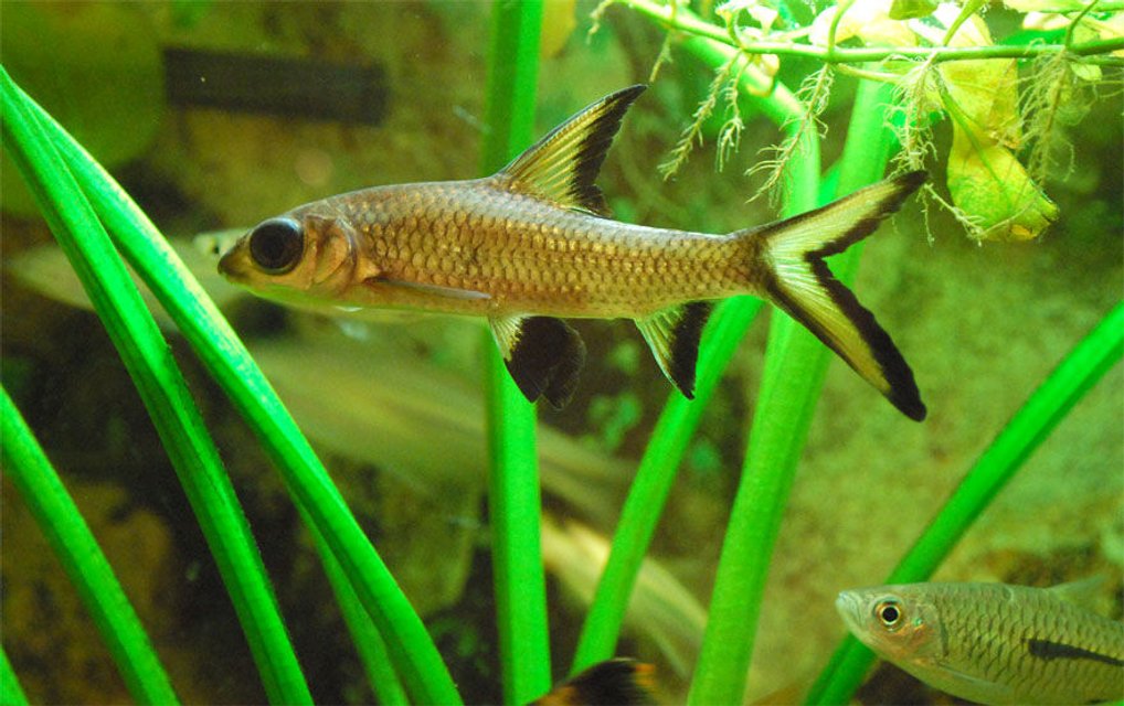 Rated #916: Freshwater Fish - Balantiocheilus Melanopterus - Bala Shark Stocking In 26 Gallons Tank - My Shark