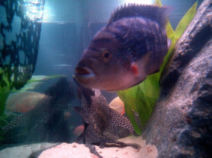 Rated #844: Freshwater Fish - Nandopsis Octofasciatum - Jack Dempsey Stocking In 135 Gallons Tank - Jack Dempsey and Pleco