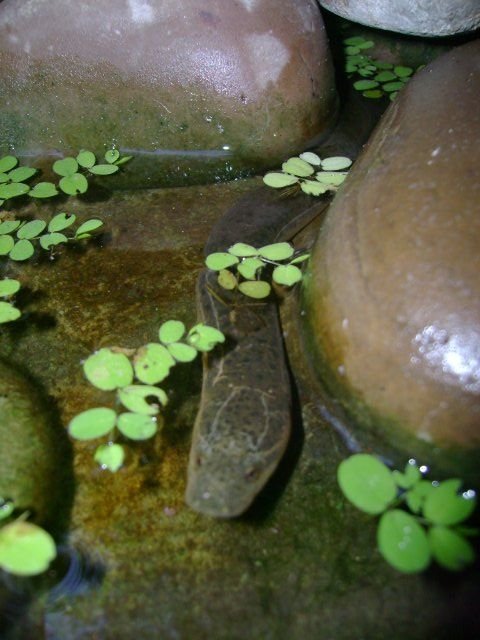 Rated #234: Freshwater Fish - Mastacembelus Pancalus - Zig Zag Yellow Tail Eel Stocking In 50 Gallons Tank - my freshwater eel...i named him anaconda..i think u can see why