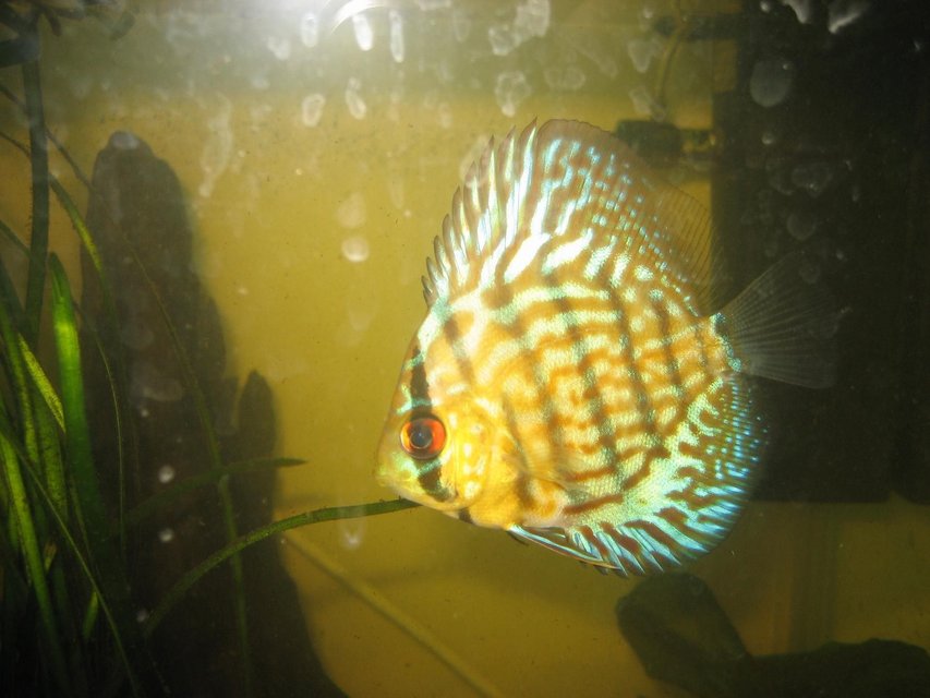 Rated #776: Freshwater Fish - Symphysodon Aequifasciata - Green Discus Stocking In 400 Gallons Tank - Discus (Symphysodon spp.)