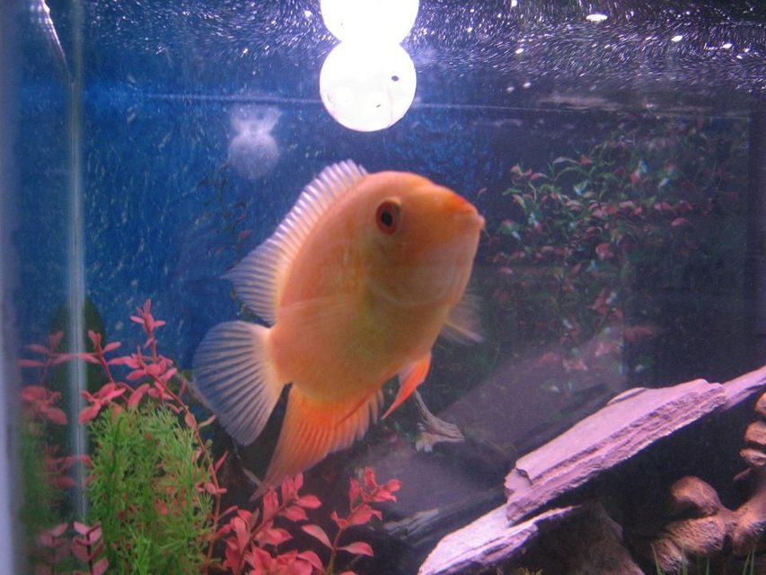 Rated #1441: Freshwater Fish - Heros Serverus - Gold Severum Stocking In 60 Gallons Tank - Gold Severum (Brian)