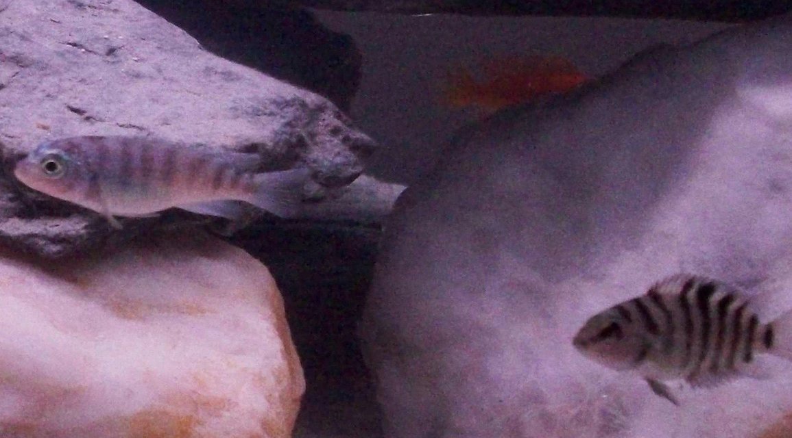 Rated #1518: Freshwater Fish - Tilapia Buttikoferi - Buttikoferi Cichlid Stocking In 55 Gallons Tank - my mix cichlids