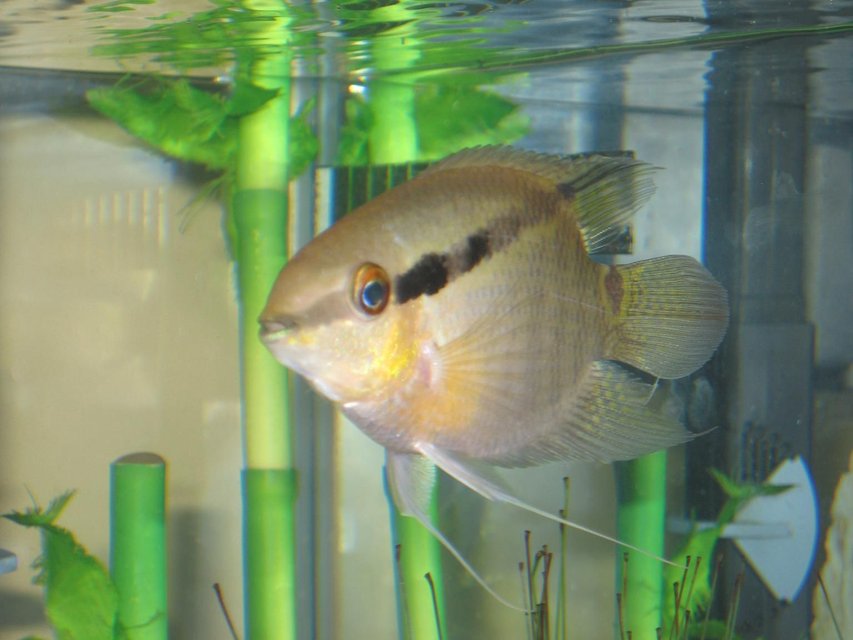 Rated #1145: Freshwater Fish - Mesonauta Festivus - Festivum Cichlid Stocking In 20 Gallons Tank - Festivum - Thanks derekp