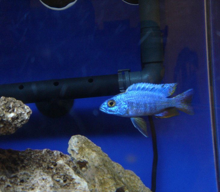 Rated #1004: Freshwater Fish - Aulonocara Jacobfreibergi - Eureka Red Stocking In 60 Gallons Tank - My Eureka Blue Peacock Male.  Bred and raised with his 50 brothers and sisters and now living in my peacock tank and breeding happily.