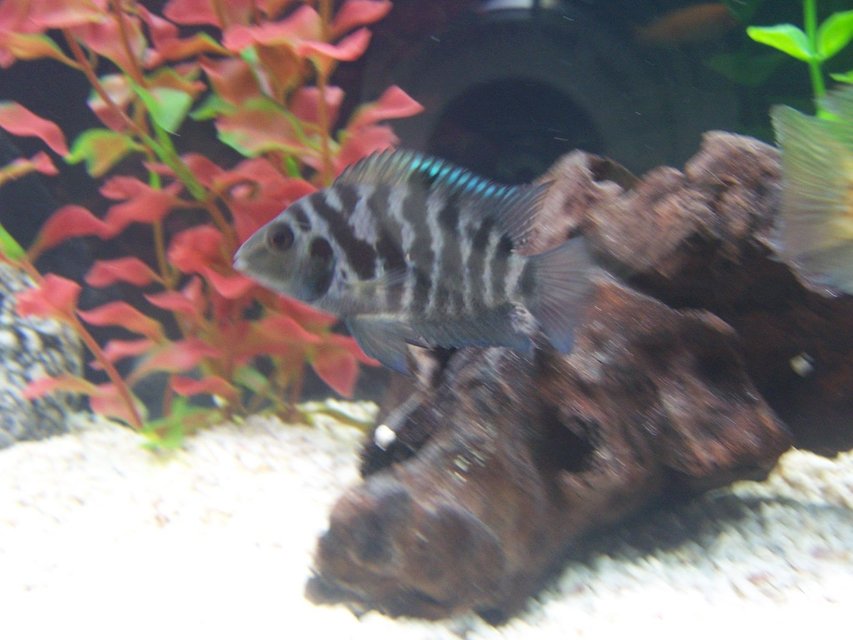 Rated #1343: Freshwater Fish - Archocentrus Nigrofasciatus - Black Convict Cichlid Stocking In 55 Gallons Tank - convict cichlid
(THE MOST BEAUTIFUL JODIE FISH)