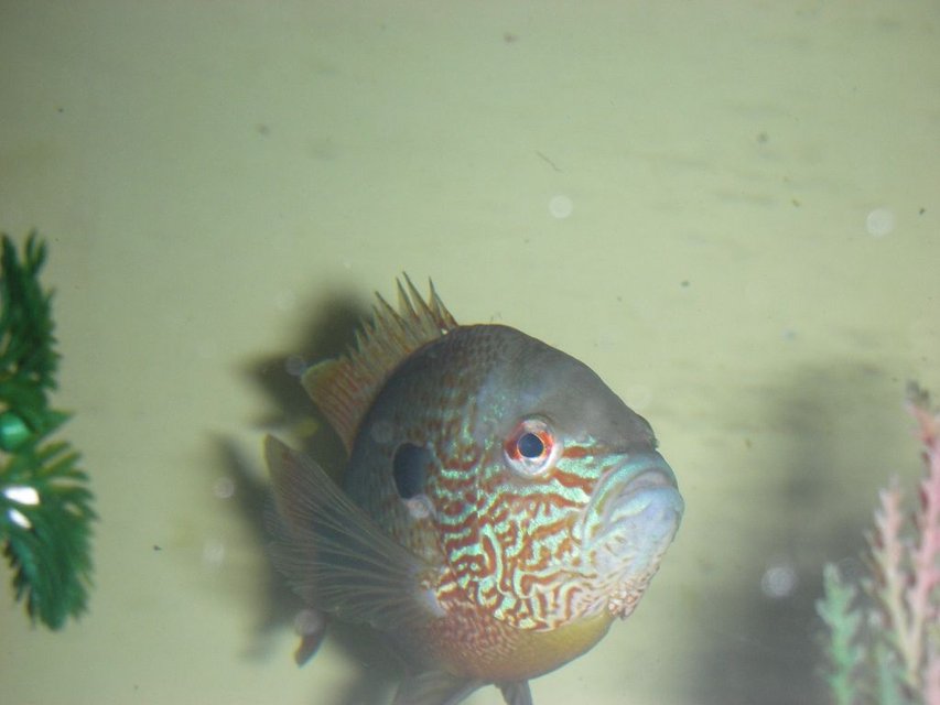 Rated #1265: Freshwater Fish - Lepomis Megalotis - Longear Sunfish Stocking In 75 Gallons Tank - lon ear sunfish