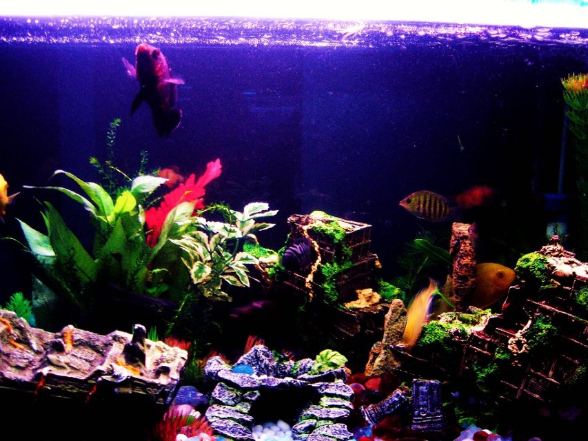 Rated #1365: Freshwater Fish - Archocentrus Nigrofasciatus - Black Convict Cichlid Stocking In 43 Gallons Tank - Other side of the Forest

Oscar
Golden Severum
Green Chromide
Electric Yellow Morph
Convict
Caught in Action
