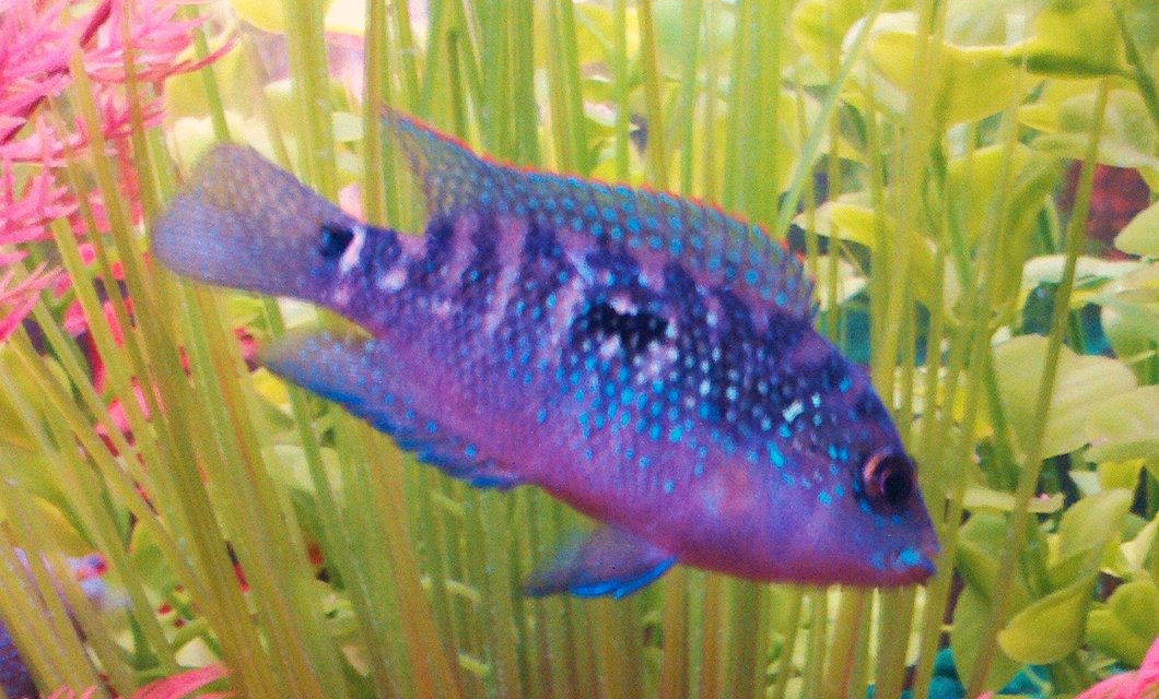 Rated #466: Freshwater Fish - Nandopsis Octofasciatum - Jack Dempsey Stocking In 90 Gallons Tank - Jack Dempsey aka Mayan Jewel  This photo makes Mayan Jewel look more blue than he really is. The light reflection of the camera and aquarium made this juvenile's spackles very reflective and  defined. Unfortunatley he is at the bottom of the tank hierarchy but I predict that someday he will be one of the fishes running the show.