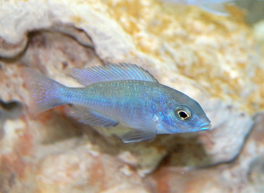 Rated #178: Freshwater Fish - Cyrtocara Moorii - Blue Dolphin Cichlid Stocking In 55 Gallons Tank - Haplochromis moorii African Cichlid
