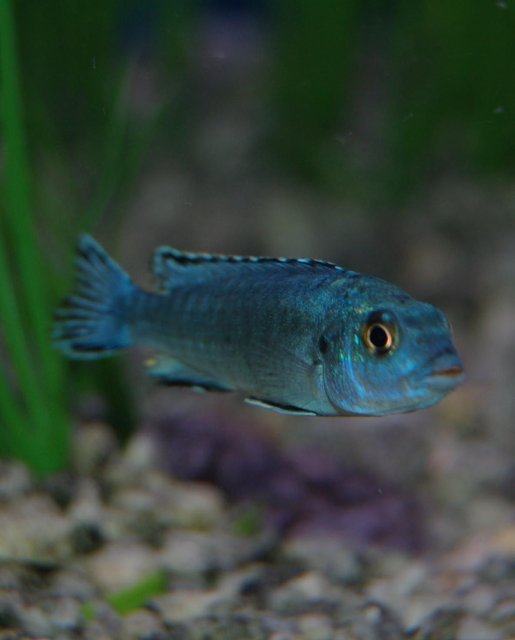 Rated #493: Freshwater Fish - Melanochromis Johannii - Johanni Cichlid Stocking In 46 Gallons Tank - Electric Blue