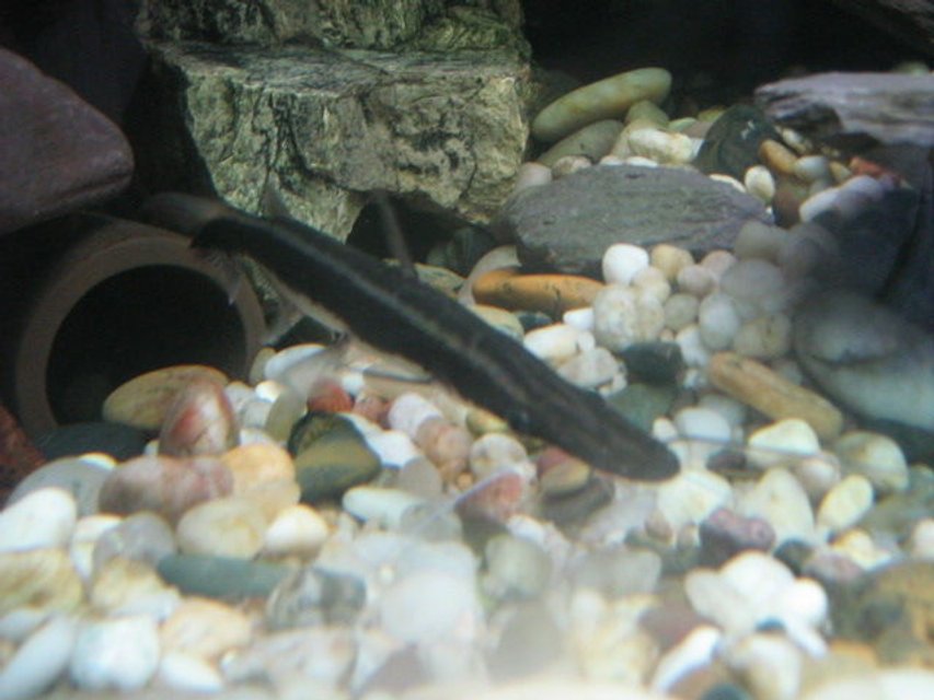 Rated #2148: Freshwater Fish - Sorubim Lima - Lima Shovel-nosed Cat Stocking In 92 Gallons Tank - Lima Shovelnose . . . . .