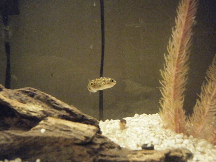 Rated #2050: Freshwater Fish - Tetraodon Biocellatus - Figure 8 Puffer Stocking In 100 Gallons Tank - puffs