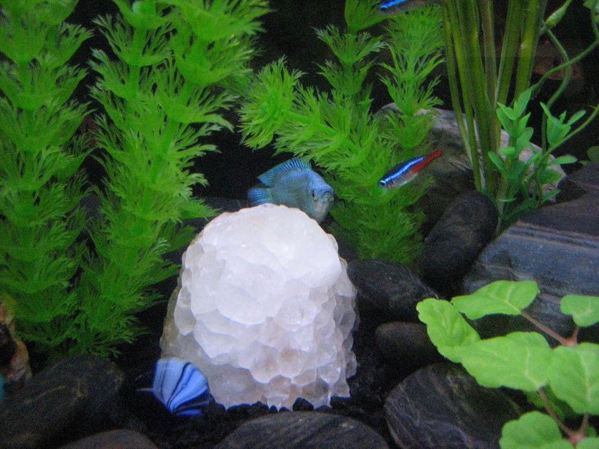 Rated #2001: Freshwater Fish - Paracheirodon Innesi - Neon Tetra Jumbo Stocking In 20 Gallons Tank - Powder Puff Gourami finds refuge behind cluster of quartz crystal.