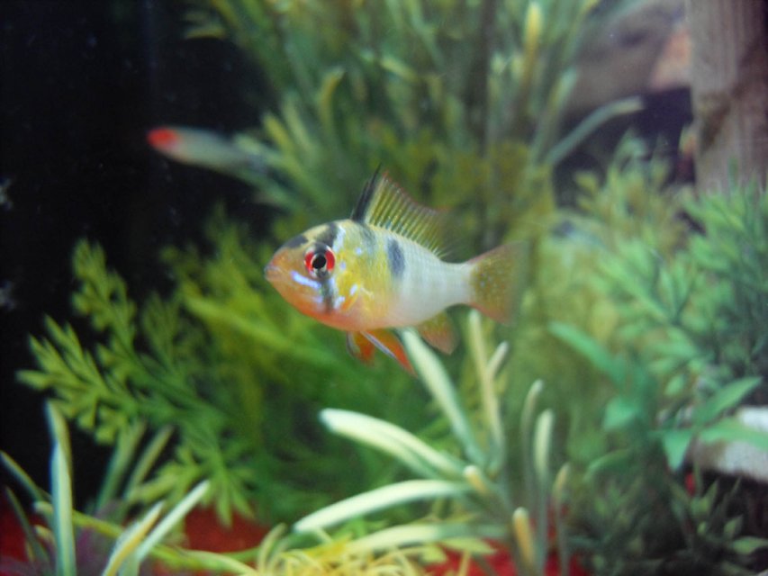 Rated #862: Freshwater Fish - Papiliochromis Ramirezi - German Blue Ram - Ram Cichlid