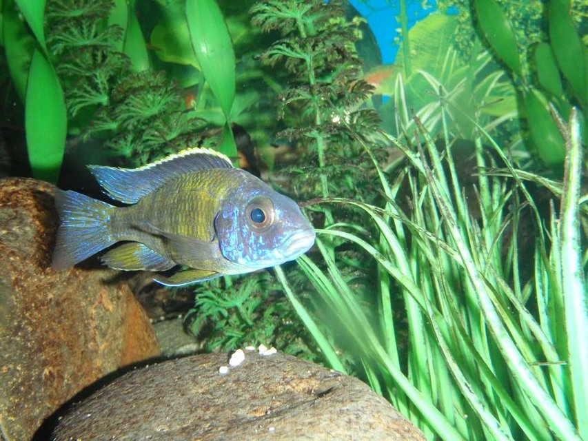 Rated #1578: Freshwater Fish - Aulonocara Stuartgranti - Gallireya Reef Stocking In 90 Gallons Tank - African Cichlid - Unknown type
