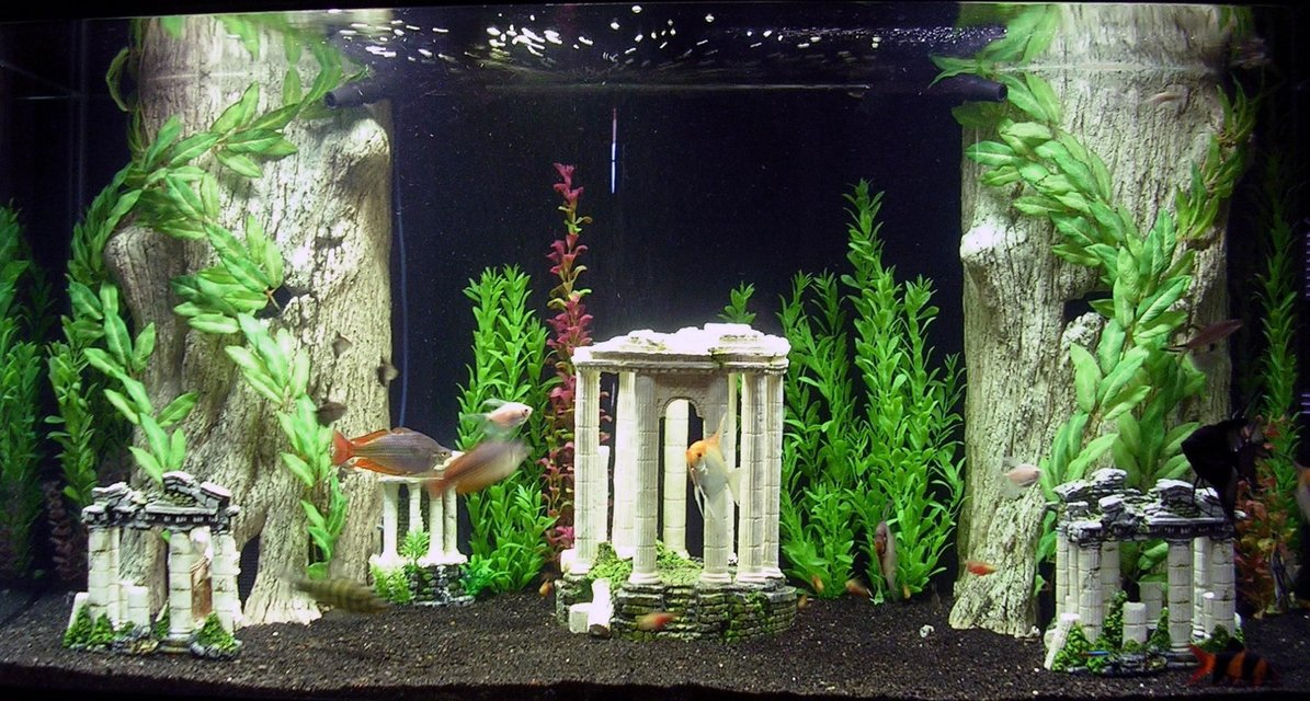 Rated #1194: Freshwater Fish - Melanotaenia Boesemani - Boesemani Rainbow Stocking In 180 Gallons Tank - Atlantis