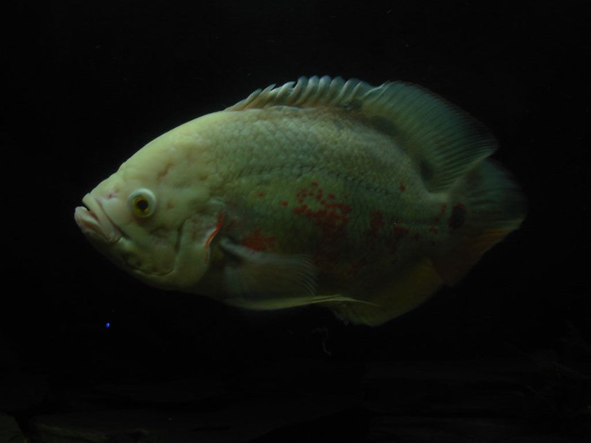Rated #1371: Freshwater Fish - Astronotus Ocellatus - Albino Oscar Stocking In 55 Gallons Tank - Astronotus Ocellatus...
13inch...........................
Albino............................
Name: Mietek PL............
Chicago: 3 years old.....
d:)