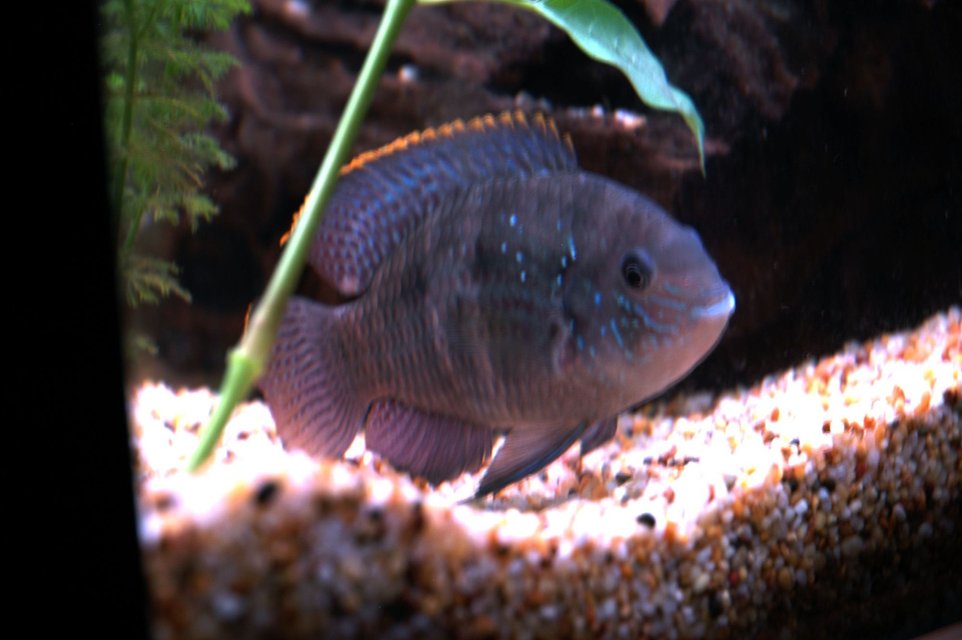 Rated #1016: Freshwater Fish - Aequidens Pulcher - Blue Acara Stocking In 55 Gallons Tank - blue acura
