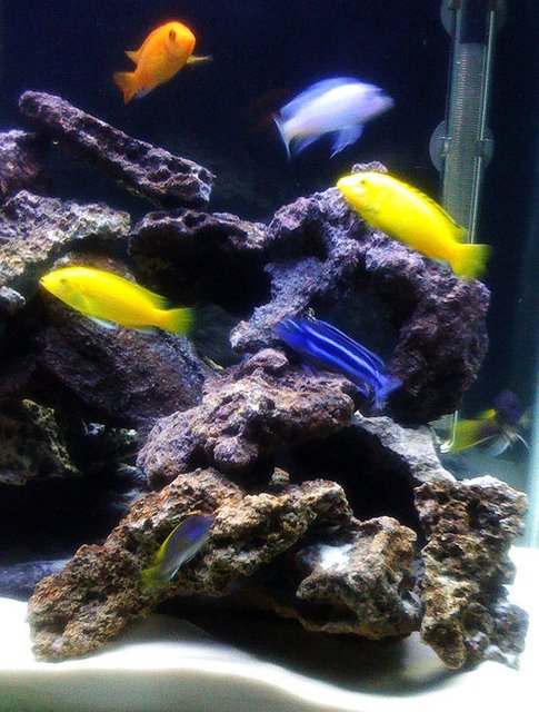 Rated #1333: Freshwater Fish - Pseudotropheus Saulosi - Saulos's Mbuna Stocking In 55 Gallons Tank - Malawi Lace Tank (the fish)