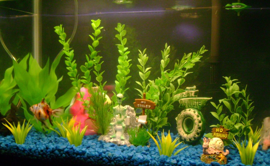 Rated #2266: Freshwater Fish - Carassius Auratus - Fantail Goldfish, Calico Stocking In 10 Gallons Tank - 1 bubbler, 1 rock, 1 large plant, 2 medium plants, 1 small plant, 6 little buches, 2 faintailed golfish 1 white and the other calico, and 1 black moore