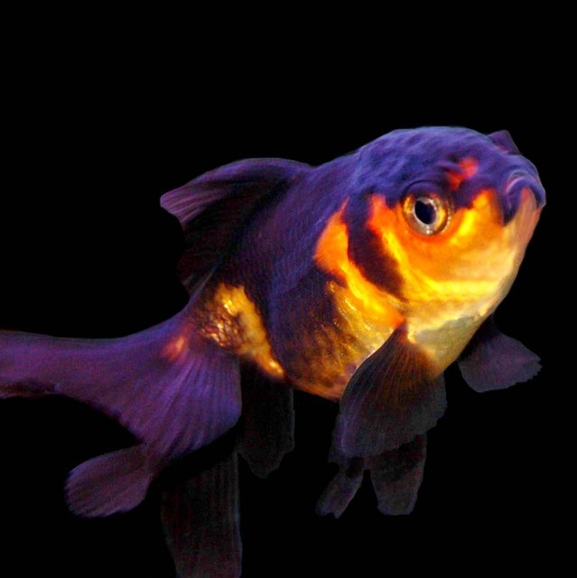 Rated #634: Freshwater Fish - Carassius Auratus - Black Oranda Goldfish Stocking In 29 Gallons Tank - Red and Black Oranda