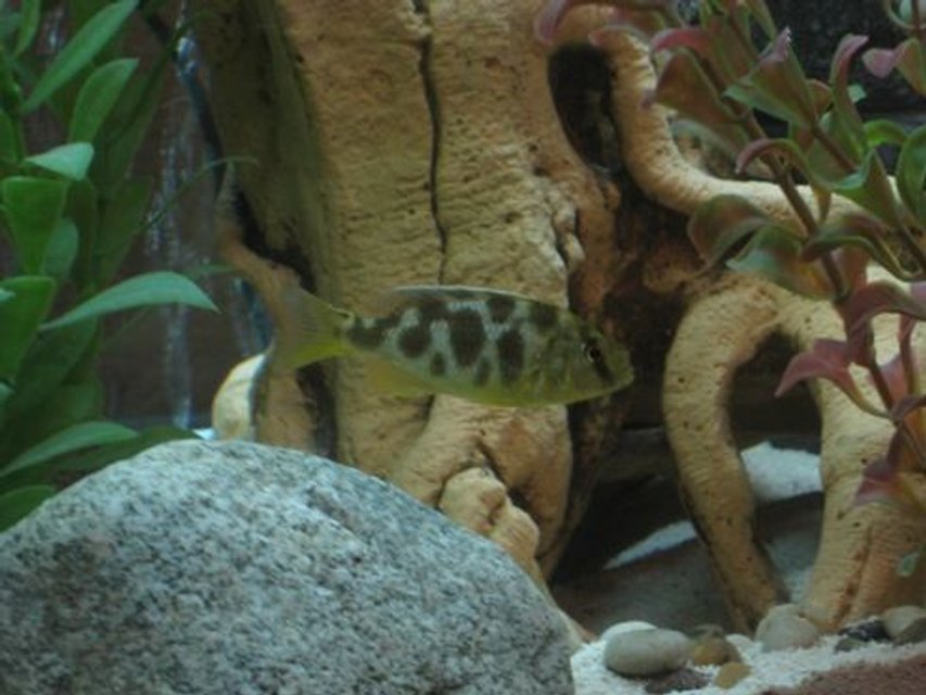 Rated #1241: Freshwater Fish - Nimbochromis Venustus - Venustus Cichlid Stocking In 60 Gallons Tank - My Haplocromis Venustus