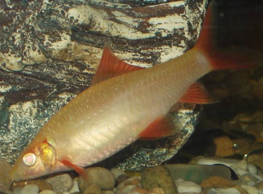 Rated #1728: Freshwater Fish - Epalzeorhynchos Frenatus - Albino Rainbow Shark Stocking In 240 Gallons Tank - our albino red tipped shark approx 3 inches