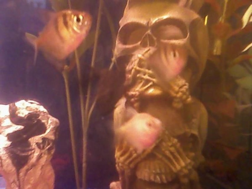 Rated #2373: Freshwater Fish - Megalamphodus Megalopterus - Black Phantom Tetra Stocking In 29 Gallons Tank - pink glass fish and black tetra hanging out.