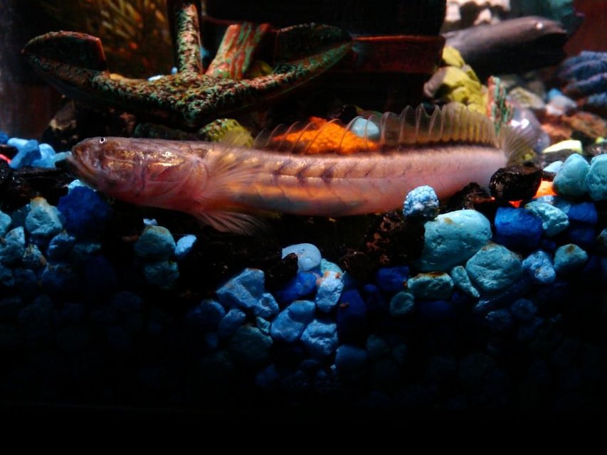 Rated #1308: Freshwater Fish - Gobioides Broussonnetii - Prehistoric Dragon Goby Stocking In 3 Gallons Tank - Need help figuring out what species this guy is