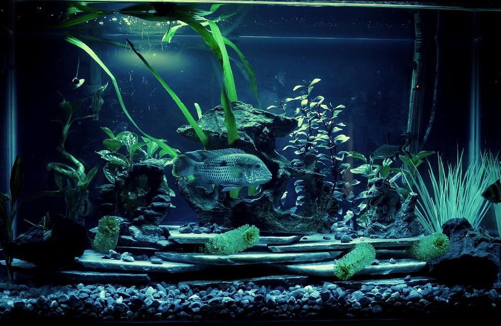 Rated #1469: Freshwater Fish - Aequidens Rivulatus - Green Terror Stocking In 29 Gallons Tank - 30 gallon freshwater just redone with new bed rock and slate.