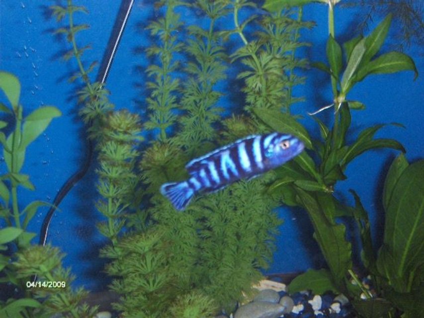 Rated #2152: Freshwater Fish - Pseudotropheus Demasoni - Demasoni Cichlid Stocking In 55 Gallons Tank - my demasoni cichlid