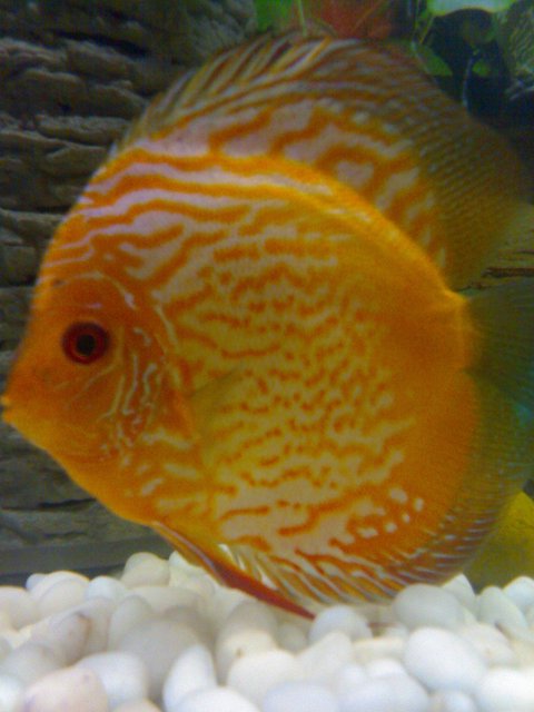 Rated #1254: Freshwater Fish - Red Map Discus Stocking In 70 Gallons Tank - it's my red map discus