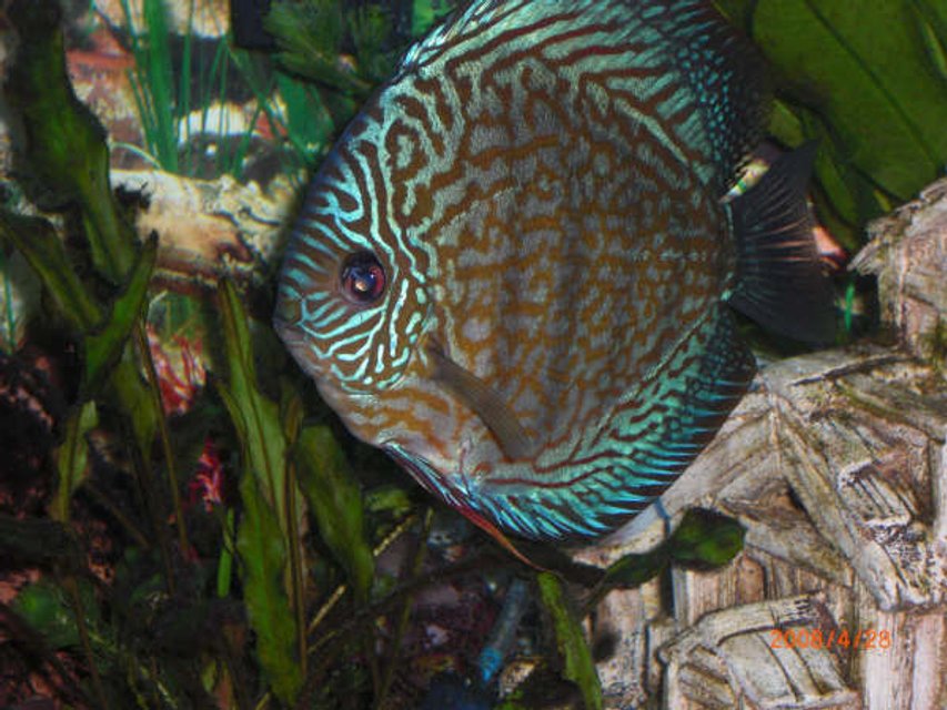 Rated #1023: Freshwater Fish - Symphysodon Spp. - Blue Turquoise Discus Stocking In 55 Gallons Tank - blue Turquoise Discus