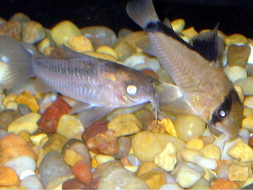 Rated #1912: Freshwater Fish - Corydoras Panda - Panda Cory Cat Stocking In 30 Gallons Tank - kori catfish