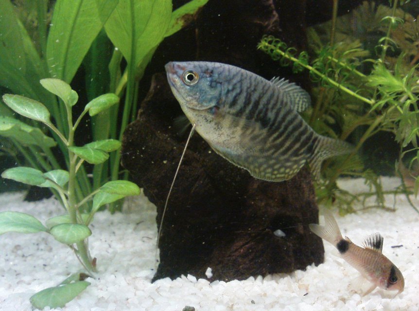 Rated #506: Freshwater Fish - Trichogaster Trichopterus - Opaline Gourami Stocking In 10 Gallons Tank - favorite pic