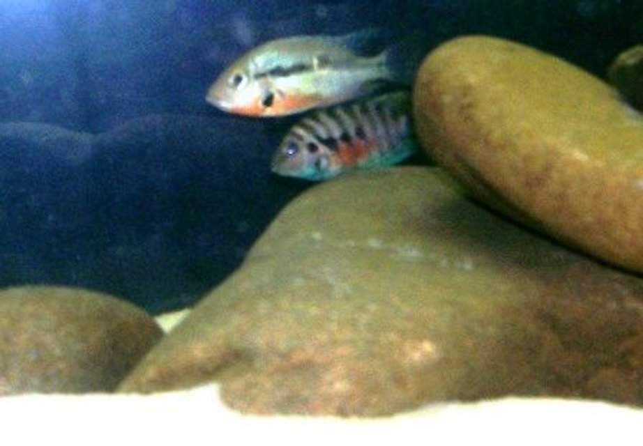 Rated #1786: Freshwater Fish - Thorichthys Meeki - Firemouth Cichlid - New World Cichlids
