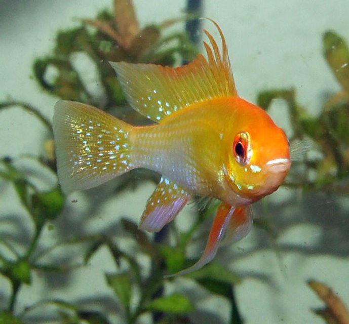 Rated #150: Freshwater Fish - Papiliochromis Ramirezi - German Gold Ram Stocking In 320 Gallons Tank - My male Gold Ram