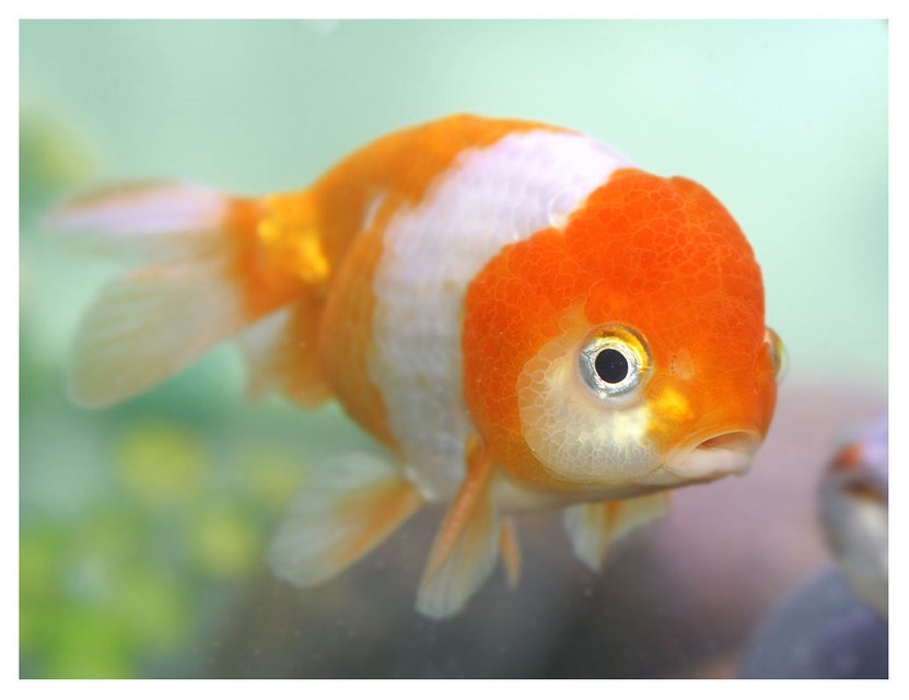 Rated #196: Freshwater Fish - Carassius Auratus - Oranda Goldfish Stocking In 72 Gallons Tank - red and white lionhead