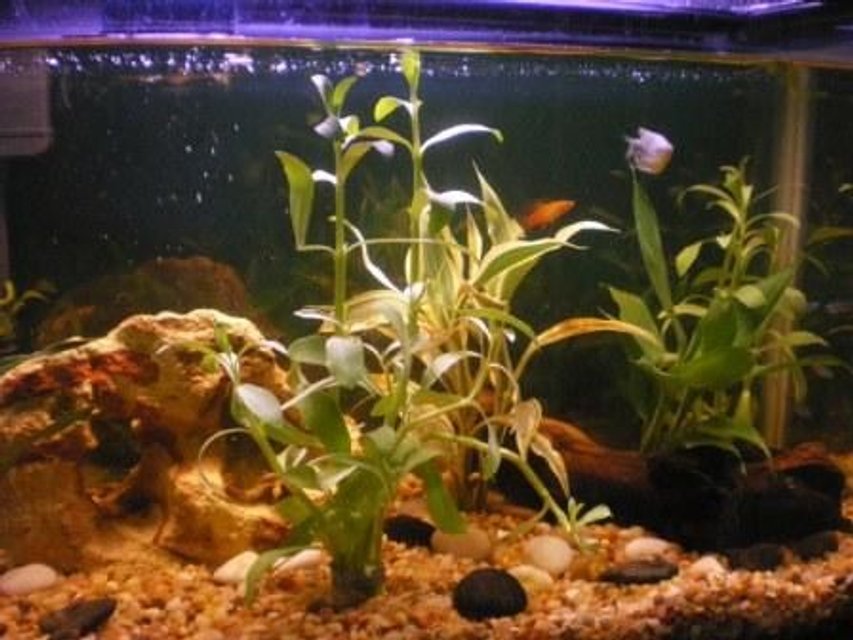 Rated #2351: Freshwater Fish - Trichogaster Trichopterus - Blue Gourami Stocking In 10 Gallons Tank - My tank