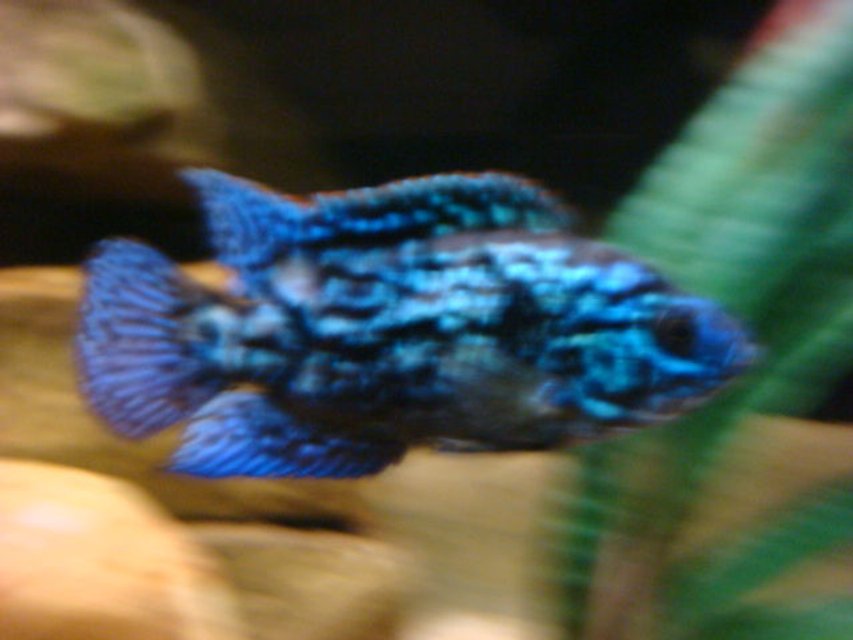 Rated #2355: Freshwater Fish - Nandopsis Octofasciatum - Electric Blue Jack Dempsey Stocking In 110 Gallons Tank - ELECTRIC BLUE JACK DEMPSEY (FLASH)!!!!!