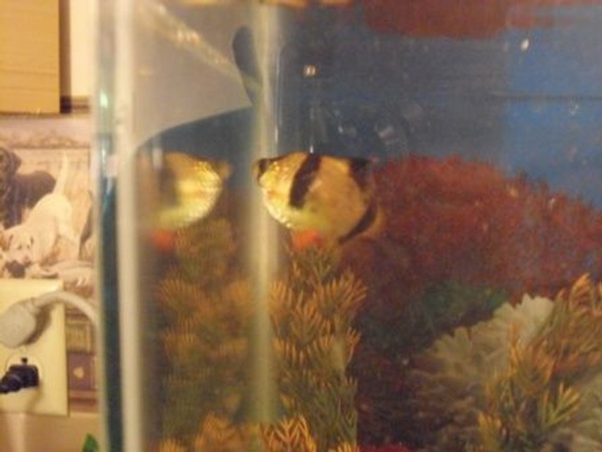 Rated #2301: Freshwater Fish - Puntius Tetrazona - Tiger Barb Stocking In 10 Gallons Tank - tiger barb